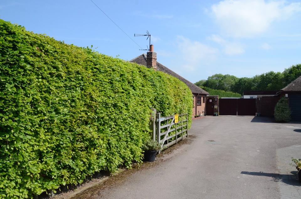 Greenlands Cattery